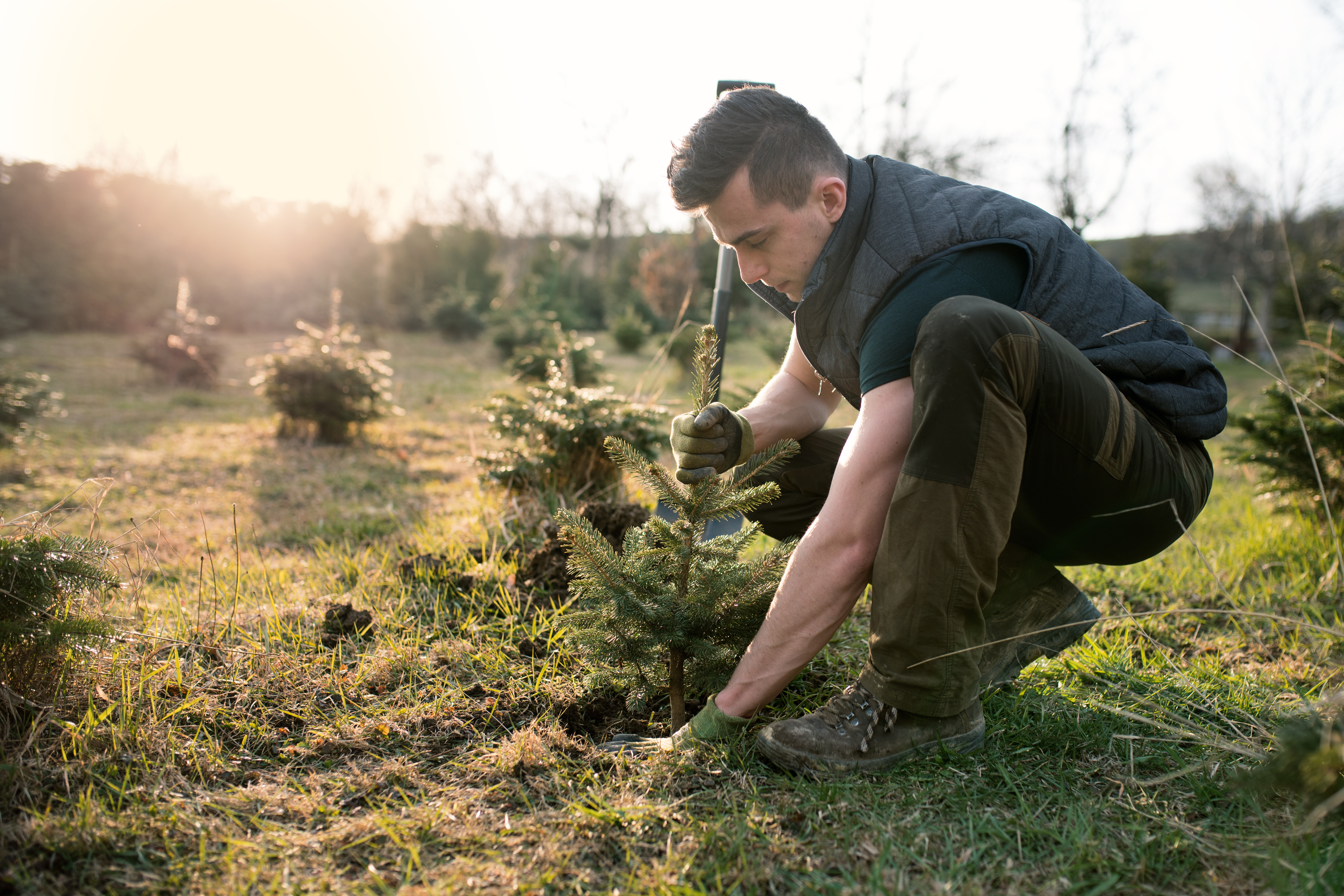 Young man plant a small tree in the garden. Small plantation for a christmas tree